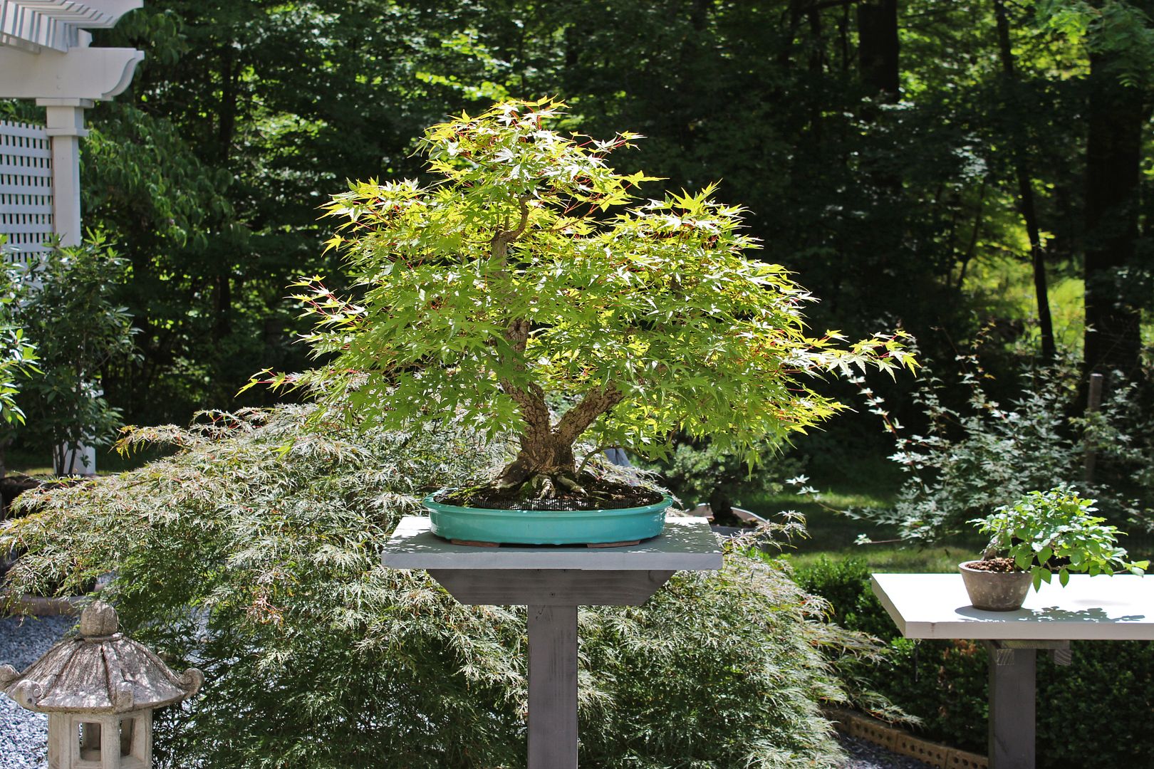 Arakawa Japanese Maple Page 3 Bonsai Nut